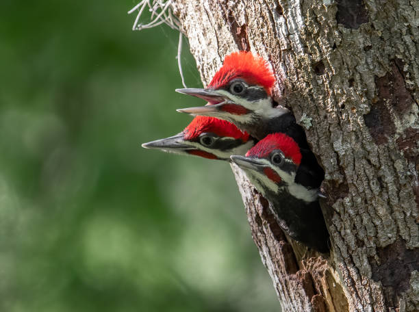 istock Pileated Woodpecker Portrait 1163461600