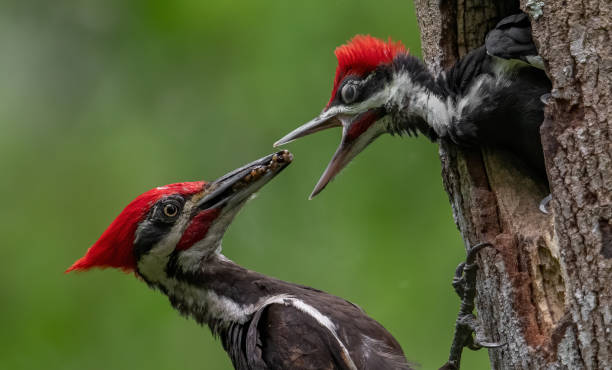 istock Pileated Woodpecker Portrait 1163461643