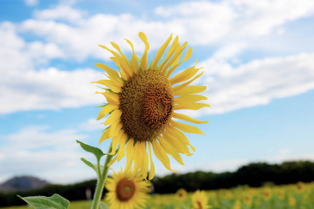 istock Sunflower in field at sky. 1163462039