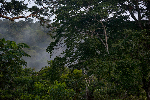 Niebla matutina en la selva tropical del Congo, Africa photo