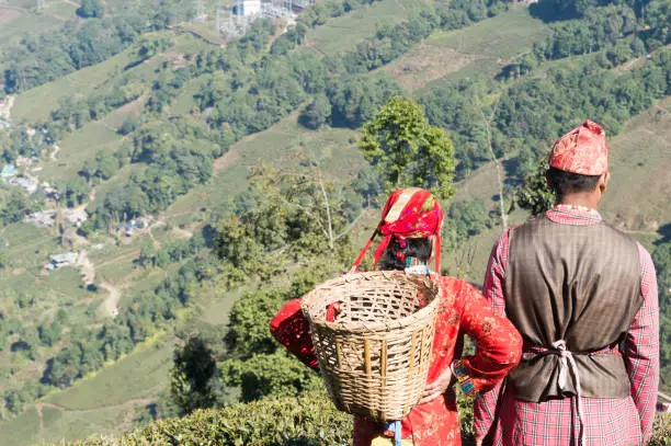 Beautiful young couple in love. Indian tea puckers, romantic couple woman and man caught in summer time in a mountain terrace tea garden on May Day - International Workers Day. Assam Darjeeling India.