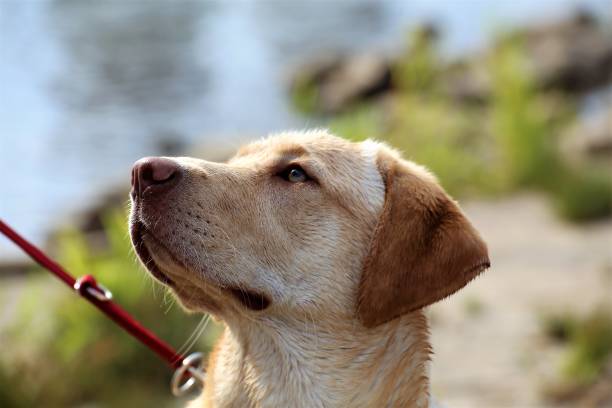istock golden retriever portrait 1163463880