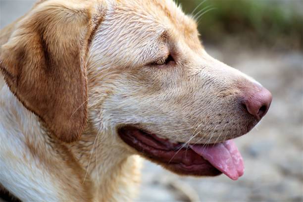 istock golden retriever portrait 1163463887