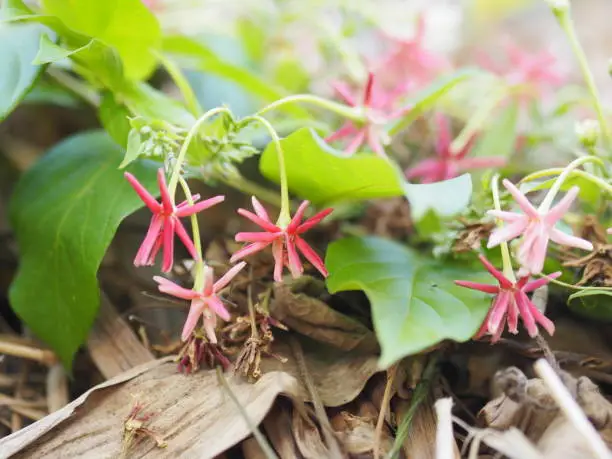 Photo of white pink red Flower Combretum indicum Rangoon Creeper Chinese honey Suckle Drunen sailor Slither on dry banana leaves blurred of nature background