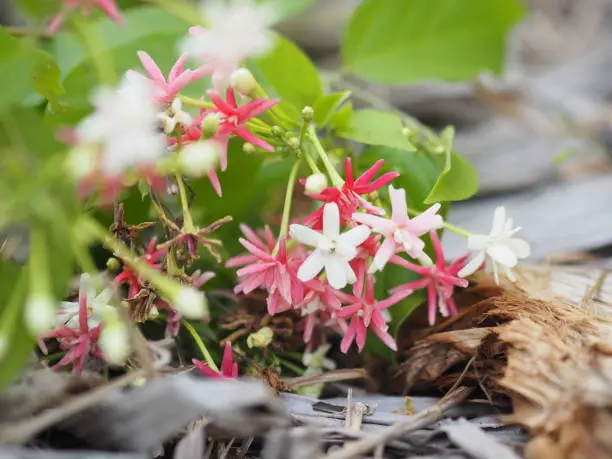 Photo of white pink red Flower Combretum indicum Rangoon Creeper Chinese honey Suckle Drunen sailor Slither on dry banana leaves blurred of nature background