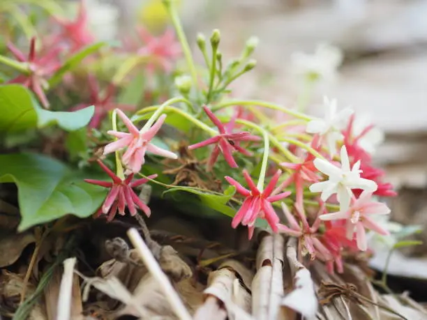 Photo of white pink red Flower Combretum indicum Rangoon Creeper Chinese honey Suckle Drunen sailor Slither on dry banana leaves blurred of nature background