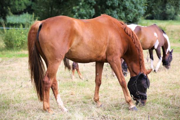 istock brown horse and foal 1163463995