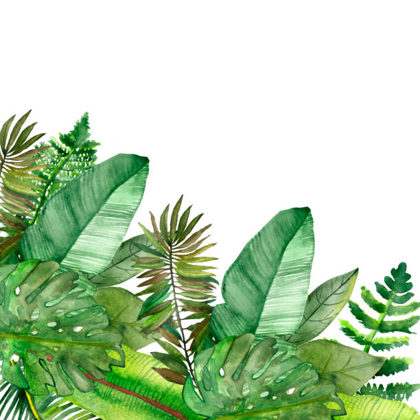 istock Watercolor hand painted nature green corner frame with jungle tropical leaves on the white background for invitations and greeting cards 1163465835
