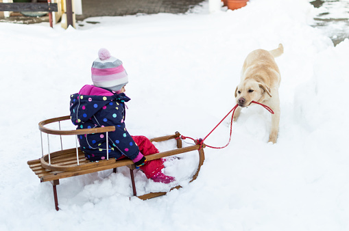 Labrador retriever is pulling little girl on a sled on a winter snowy day.