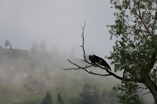 Bald Eagle with fog in background