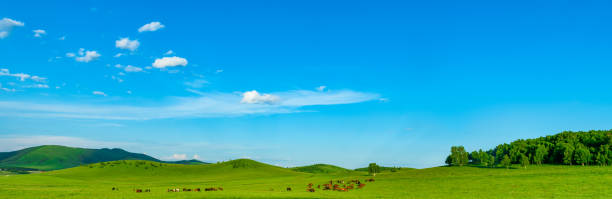 Grazing horses in summer on a horse pasture