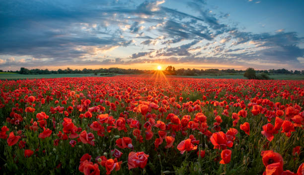 panorama eines feldes roter mohnblumen vor dem hintergrund des abendhimmels - field landscape stock-fotos und bilder
