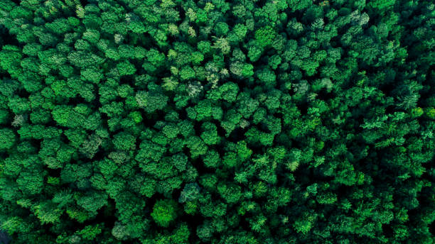 istock Aerial Top View of Green Forest 1163467808