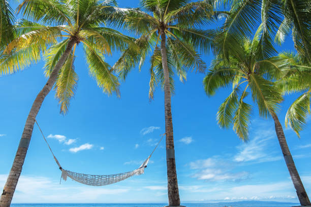 istock Tropical beach hammock under coconut palm trees -- Beach holiday scene 1163467815