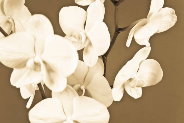 http://italiano.istockphoto.com/file_thumbview_approve.php?size=1&id=5127100
