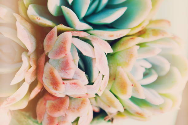 Background of Succulent Echeveria