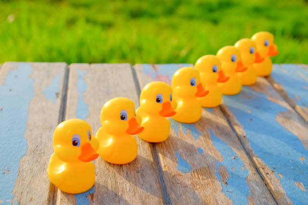istock Leadership concept with yellow  plastic ducks leading  during beautiful sunrise . 1163469015