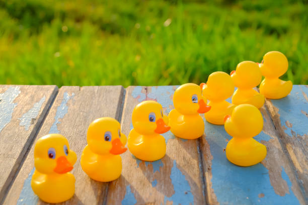 istock Leadership concept with yellow  plastic ducks leading  during beautiful sunrise . 1163469668