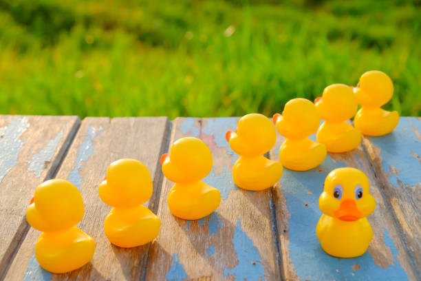 istock Leadership concept with yellow  plastic ducks leading  during beautiful sunrise . 1163469700