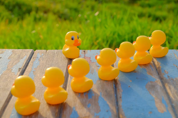istock Leadership concept with yellow  plastic ducks leading  during beautiful sunrise . 1163469743