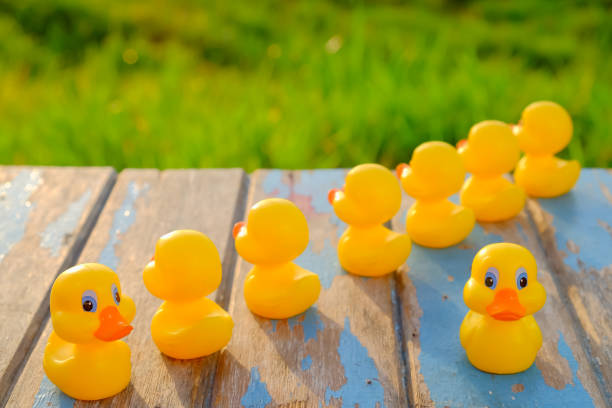 istock Leadership concept with yellow  plastic ducks leading  during beautiful sunrise . 1163469744