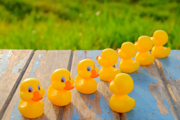 istock Leadership concept with yellow  plastic ducks leading  during beautiful sunrise . 1163469754