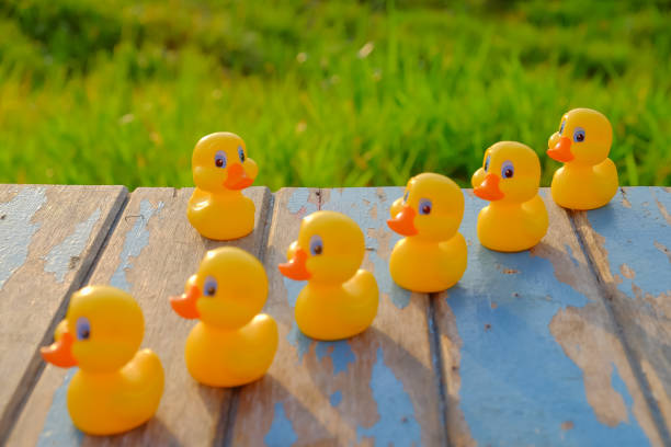 istock Leadership concept with yellow  plastic ducks leading  during beautiful sunrise . 1163469789