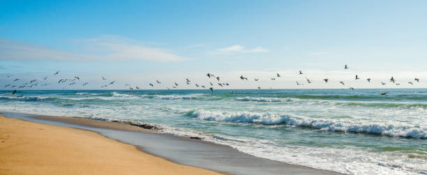 Flock of Pelicans Flying Over the Ocean, Pacific Coastline, California Guadalupe-Nipomo Dunes, California. Flying Birds and Beautiful Pacific Ocean birds flying in sky stock pictures, royalty-free photos & images