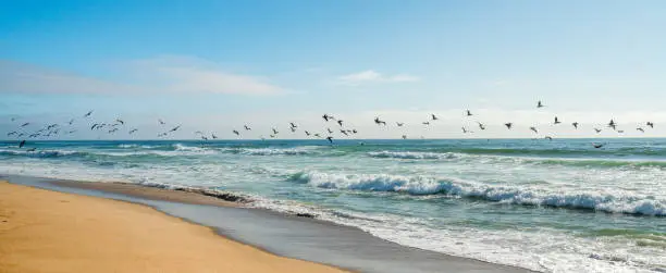 Photo of Flock of Pelicans Flying Over the Ocean, Pacific Coastline, California