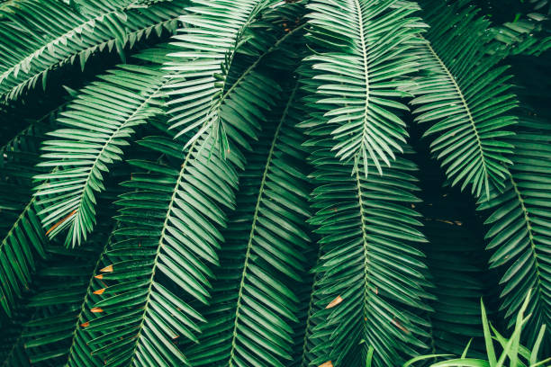 istock Jungle plants background (tropical leaves pattern). Tropical thickets and bushes in the jungle. 1163472052