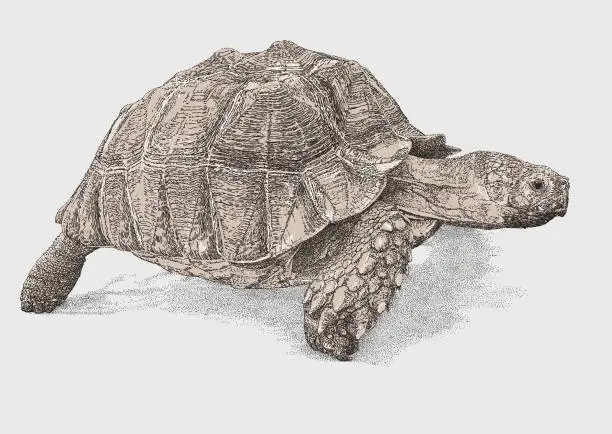 Vector illustration of Tortoise Side On