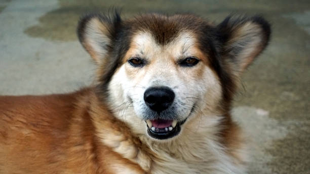 istock Close up a old brown dog face 1163474244