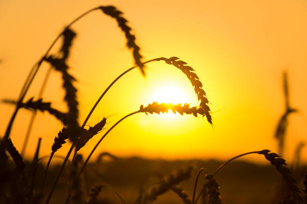 istock Mature ears of wheat on sunset 1163475734
