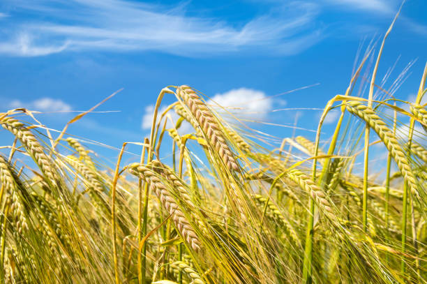 Mature ears of barley against the sky