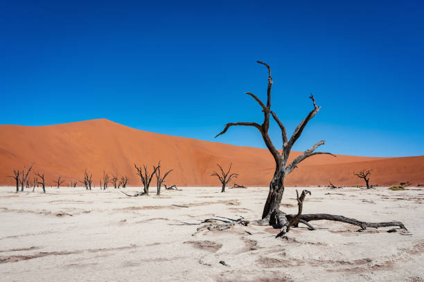 istock Namibia Dead Vlei Namib Desert Trees 1163476085