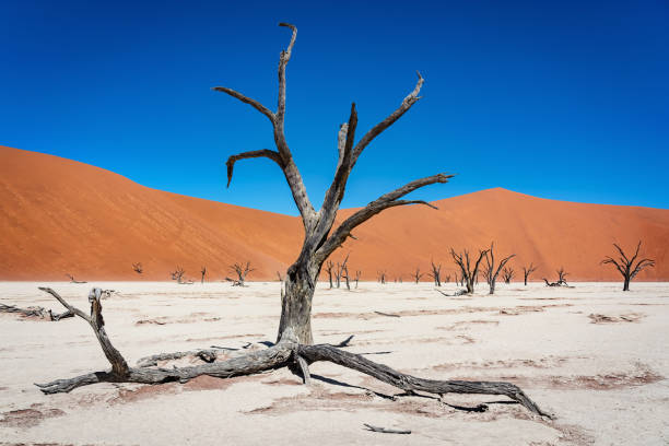 istock Deadvlei Namib Desert Trees Dead Vlei Sossusvlei Namibia 1163476092