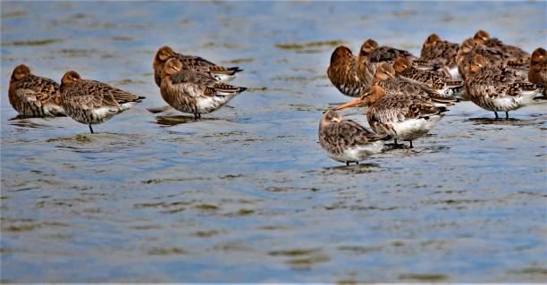 istock Black tailed Godwit in the Norfolk Broads, England. 1163476173