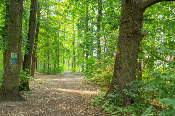 istock Bike trails in a summer time 1163477566