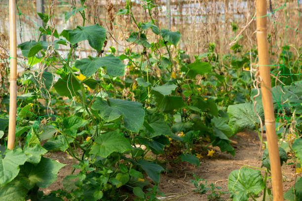 istock Flowering cucumbers plants 1163477630