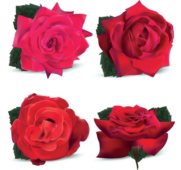 istock Collection red roses on white background. Icon roses. 3d realistic roses close up. Vector illustration. 1163477717