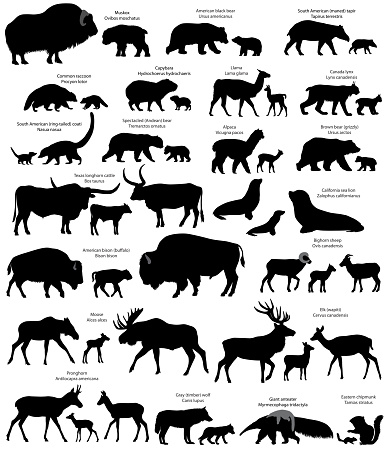 Collection of animals with cubs living in the territory of North and South America, in silhouette: muskox, common raccoon, south american tapir, giant anteater, capybara, south american coati, american black bear, brown bear (grizzly), spectacled bear, gray wolf, texas longhorn cattle, moose, pronghorn, eastern chipmunk, california sea lion, canada lynx, llama, alpaca, american bison (buffalo), bighorn sheep, elk (wapiti)