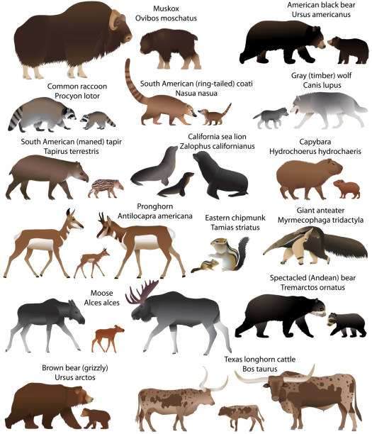 15 animal species of America with cubs Collection of animals with cubs living in the territory of North and South America, in colour image: muskox, common raccoon, south american tapir, giant anteater, capybara, south american coati, american black bear, brown bear (grizzly), spectacled bear, gray wolf, texas longhorn cattle, moose, pronghorn, eastern chipmunk, california sea lion tapir stock illustrations
