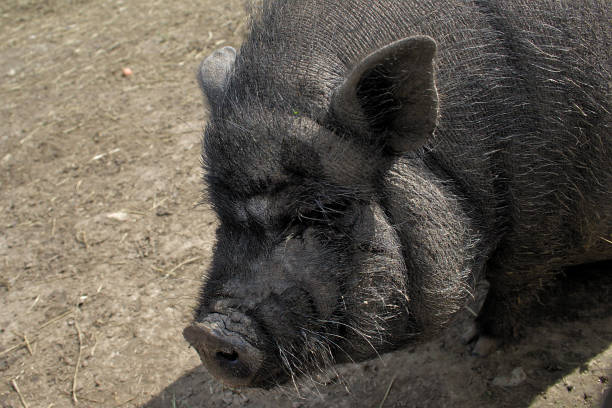 istock hairy black pig in the back yard 1163479129