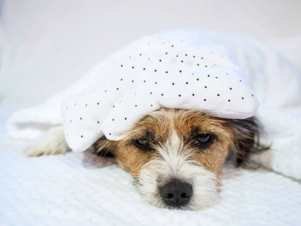 istock Little dog with hot water bottle on his head 1163479401