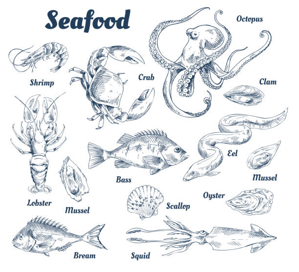 Seafood Poster and Species Vector Illustration Seafood poster and species with headlines and types of marine dwellers. Crab and lobster, shells and squid. Octopus and bass fish vector illustration shrimp stock illustrations