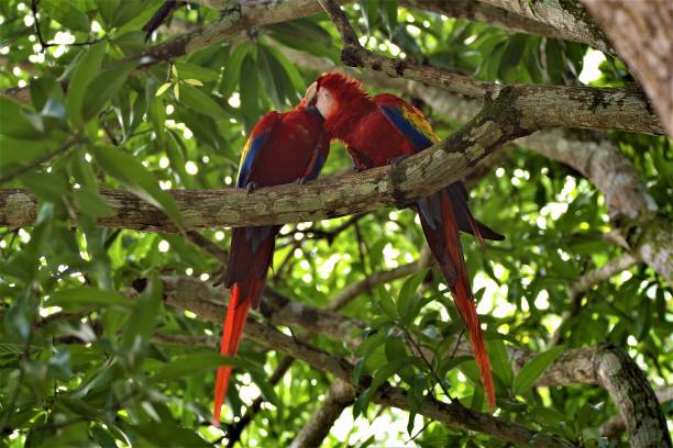 Red Macaws Petting in Manuel Antonio suburbs, Costa Rica, Central America. Manuel Antonio is world famous for the amount and diversity of its wildlife that enters suburban areas and dwellings. manuel antonio national park stock pictures, royalty-free photos & images