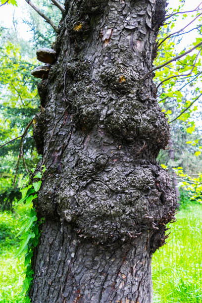 istock close up of tree trunk wounds, gnarled tree trunk, gnarly burls on tree 1163480714