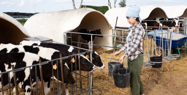 istock Chinese woman feeding calves in stall 1163480748