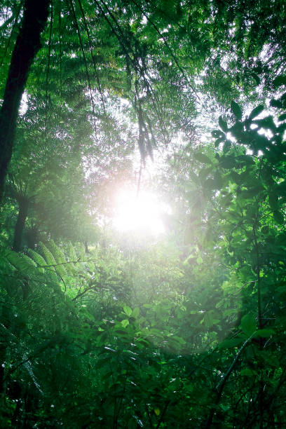 istock tropical rainforest in the sunlight 1163481041