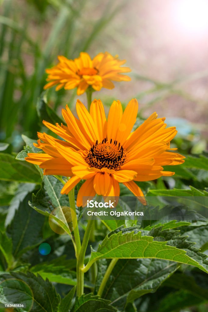 Heliopsis Helianthoides Falso Girasol Hermosa Flor De Jardín Naranja  Amarillo Astra Ojo De Buey Foto de stock y más banco de imágenes de Aire  libre - iStock